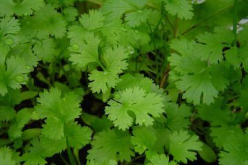 Coriander plants in Nanjil Nursery