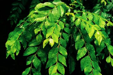 Curry Leaves plants in Nanjil Nursery