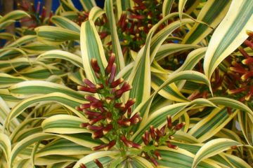 Dracaena Reflexa plants in Nanjil Nursery