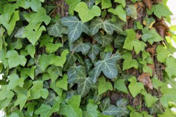 English Ivy plants in Nanjil Nursery