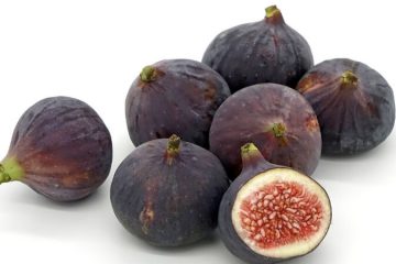 Fig plants in Nanjil Nursery