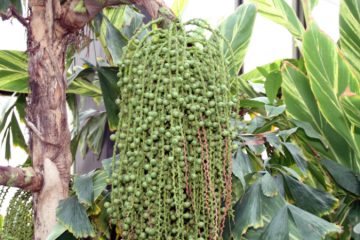 Fishtail Palm trees in Nanjil Nursery