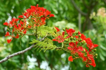 Flamboyant Flame plants in Nanjil Nursery