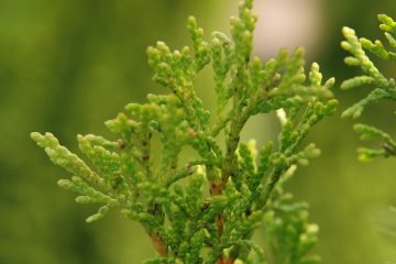 Giants Thuja plant in Nanjil Nursery