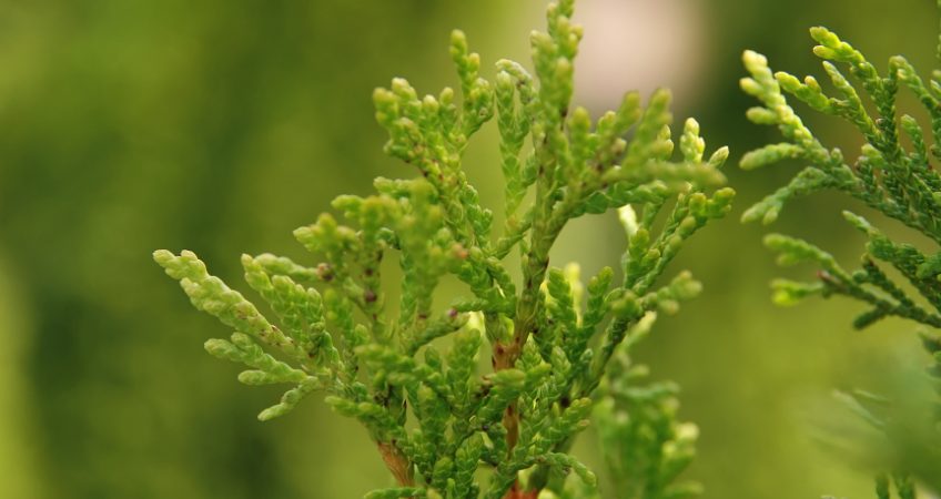 Giants Thuja plant in Nanjil Nursery