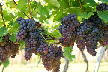 Grapes plants in Nanjil Nursery
