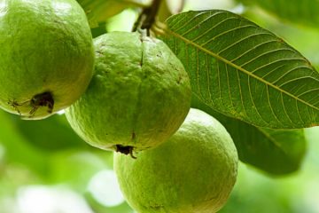 Guava plants in Nanjil Nursery