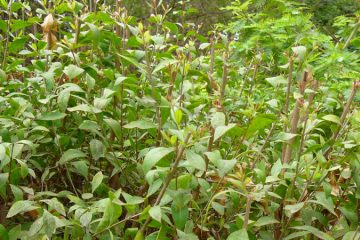 Henna plants in Nanjil Nursery