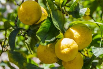 Lemon plants in Nanjil Nursery
