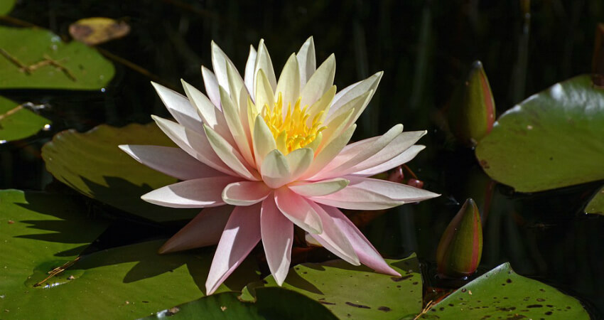 water lily ornamental plants in nagercoil