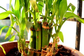 Lucky bamboo plants in Nanjil Nursery