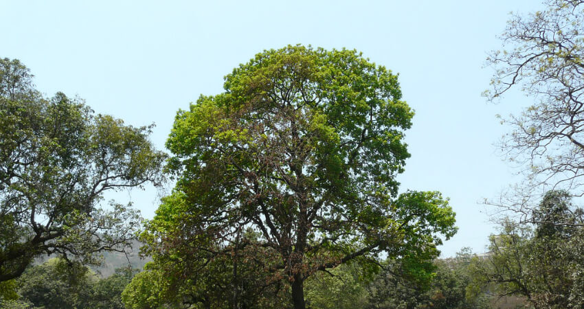 Madhuca longifolia plants in Nanjil Nursery