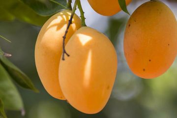 Mango plants in Nanjil Nursery