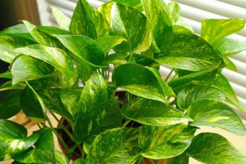 Money plants in Nanjil Nursery