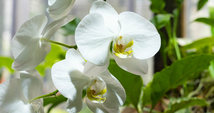 Orchids plants in Nanjil Nursery