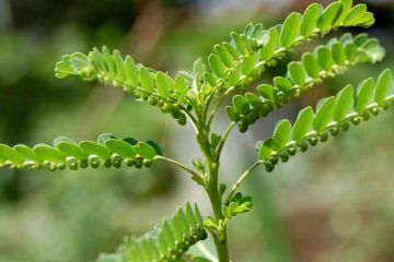 Phyllanthus Niruri plants in Nanjil Nursery