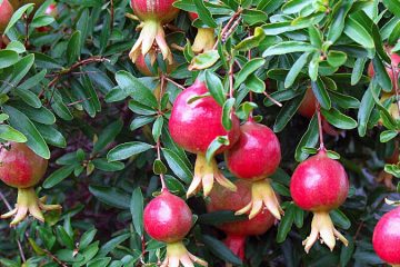 Pomegranate plants in Nanjil Nursery