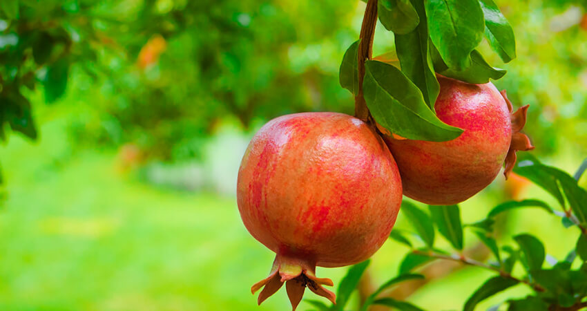 pomegranate plant in Nanjil Nursey