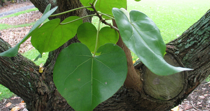 Portia tree plants in kanyakumari