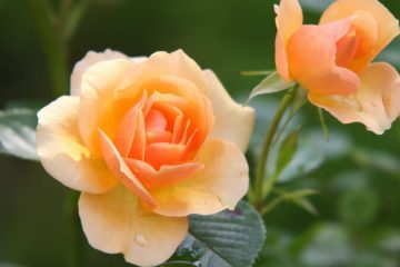 Rose plants in Nanjil Nursery