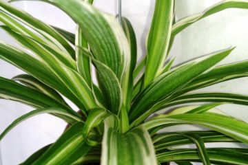 Spider plants in Nanjil Nursery