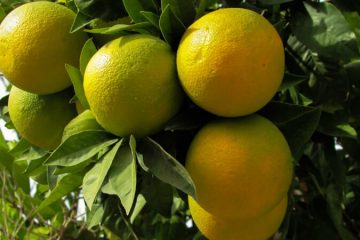 Sweet Lime plants in Nanjil Nursery