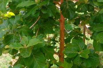 Teak tree in Nanjil Nursery