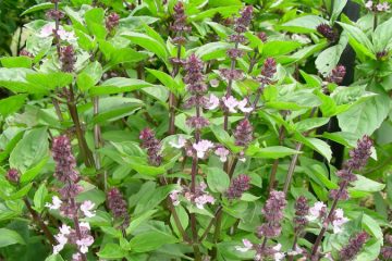 Tulsi plants in Nanjil Nursery