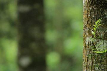 Wood Plants