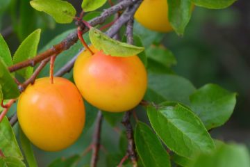 Fruit Plants in Nanjil Nursery