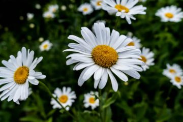 daisy plants in Nanjil Nursery