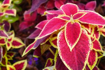 Coleus Plant in Nanjil Nursery