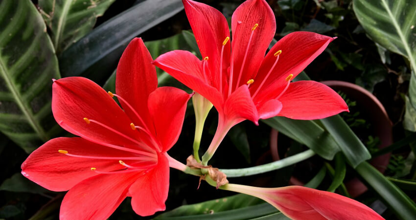 lily ornamental plants in kanyakumari