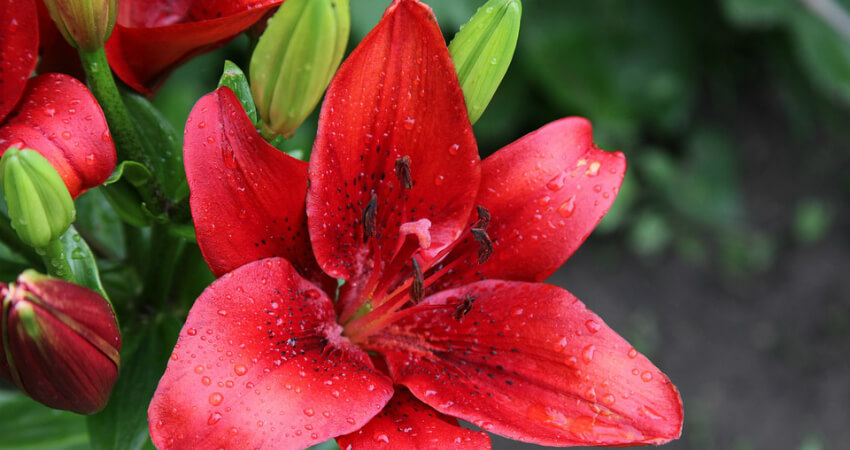 lily ornamental plants in nagercoil