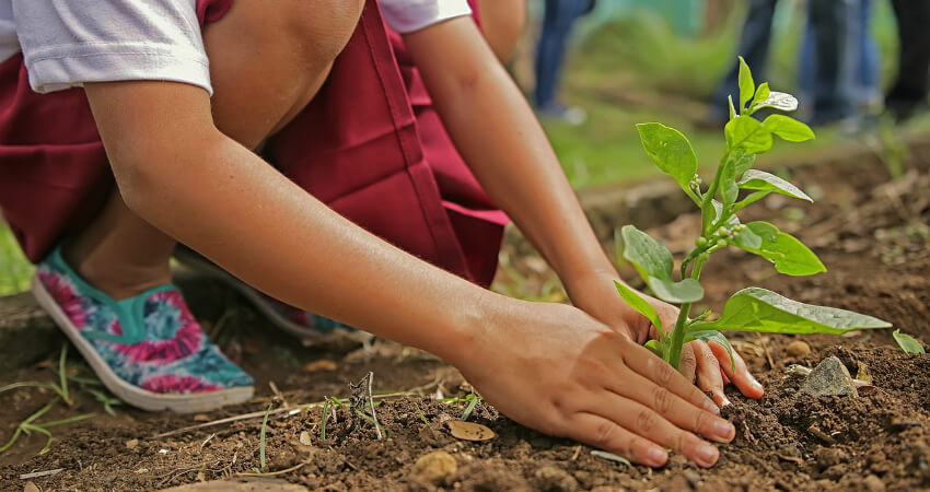 planting services in nagercoil