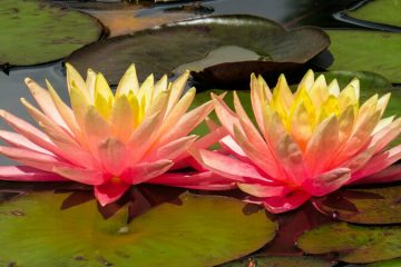 water lily ornamental plants in kanyakumari