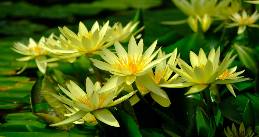 water lily plants in nanjil nursery