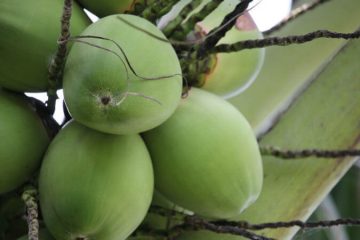 Country Coconut