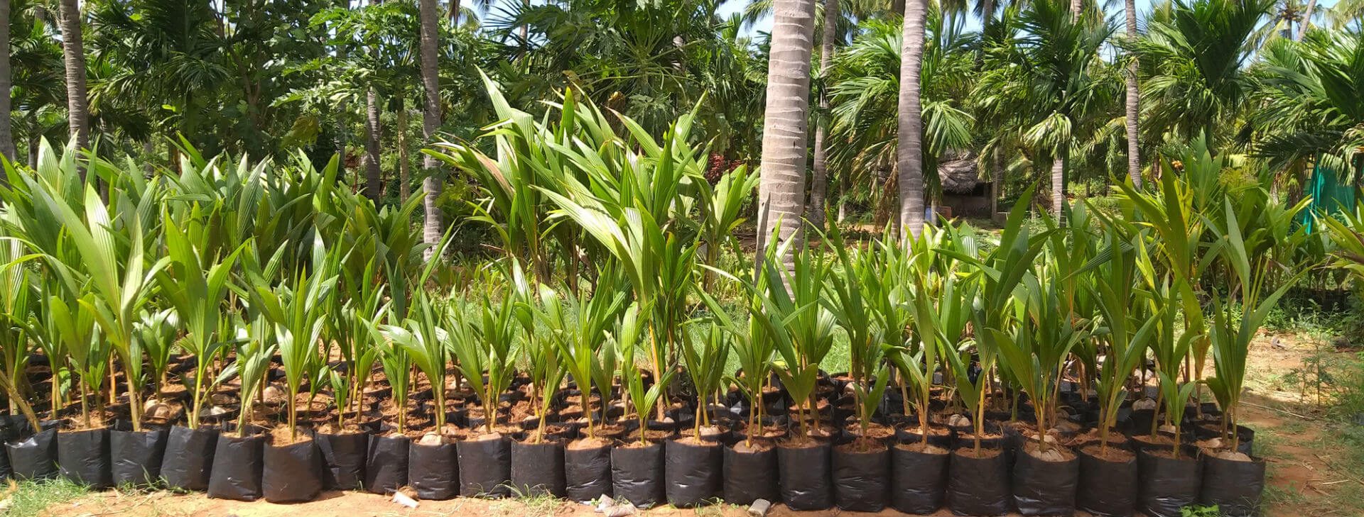 DxT - Dwarf x Tall Coconut Plants