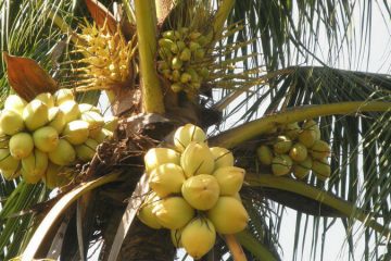 Malasian Yellow