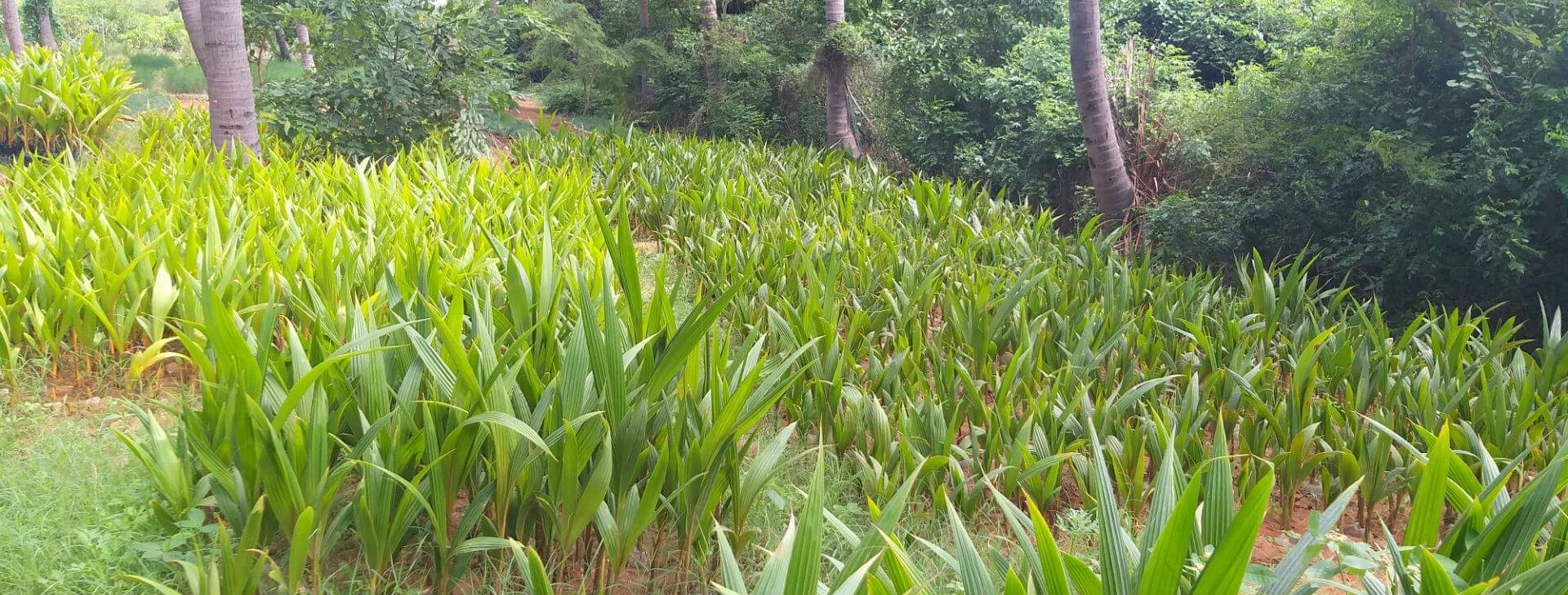Naadu Coconut Plants