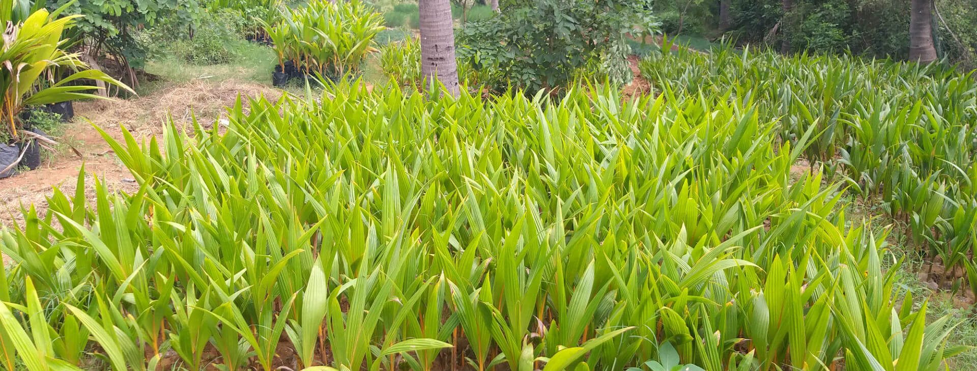 Red Coconut Plants