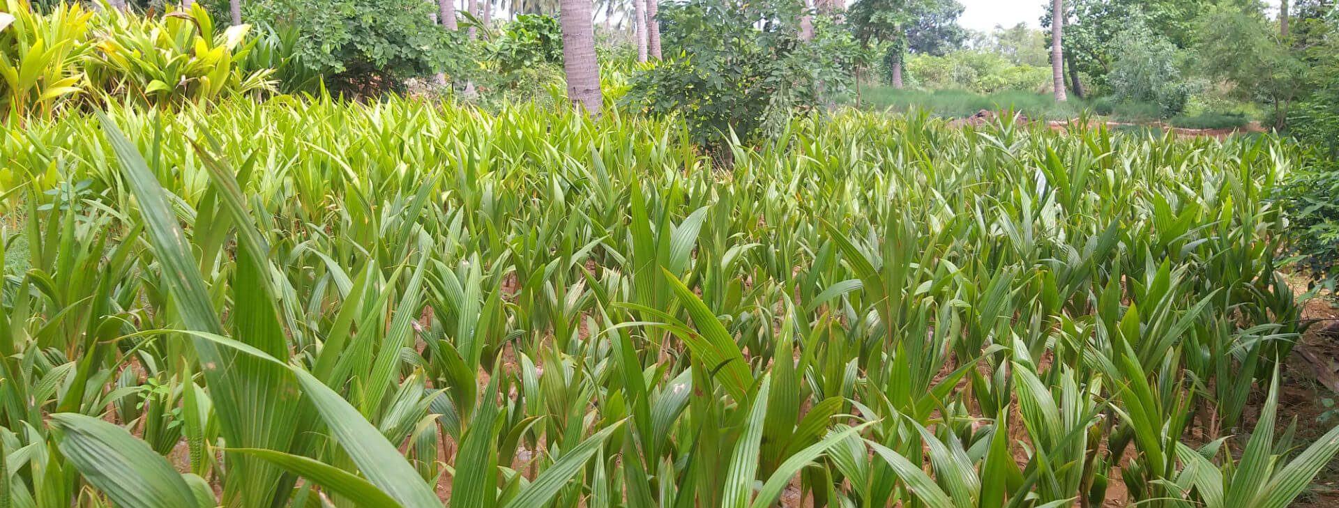 Yazhpanam Coconut Plants