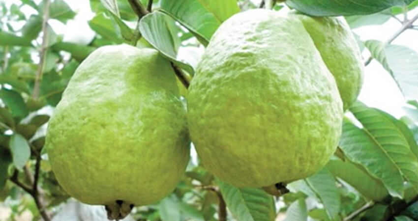 Buy Pink Guava trees in kanyakumari