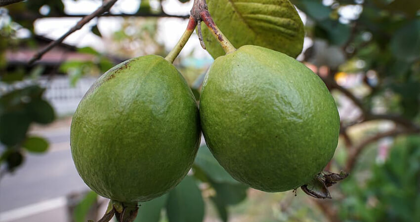 Buy taiwan pink guava plants