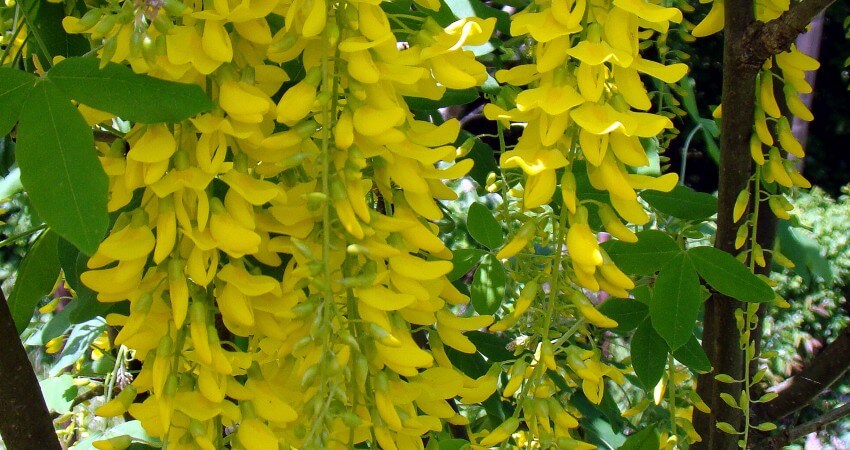 laburnum anagyroides golden rain plant flora tree evergreen